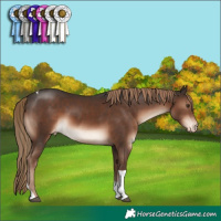 Horse Color:Liver Chestnut Tobiano Appaloosa Rabicano 