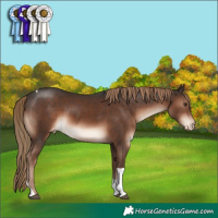 Horse Color:Liver Chestnut Tobiano Appaloosa Rabicano 