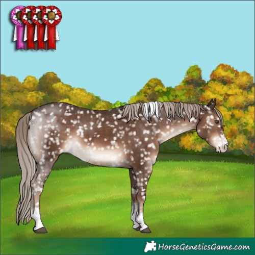 Horse Color:Liver Chestnut Sabino Tobiano Appaloosa Rabicano 