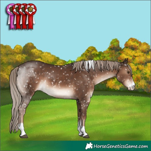 Horse Color:Liver Chestnut Sabino Tobiano Appaloosa Rabicano 