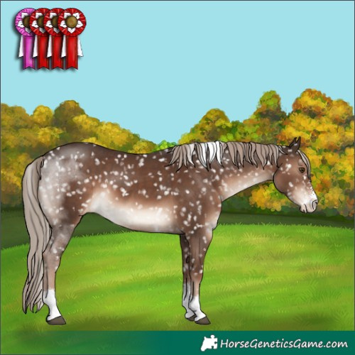 Horse Color:Liver Chestnut Sabino Tobiano Appaloosa Rabicano 