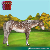 Horse Color:Liver Chestnut Sabino Tobiano Appaloosa Rabicano 