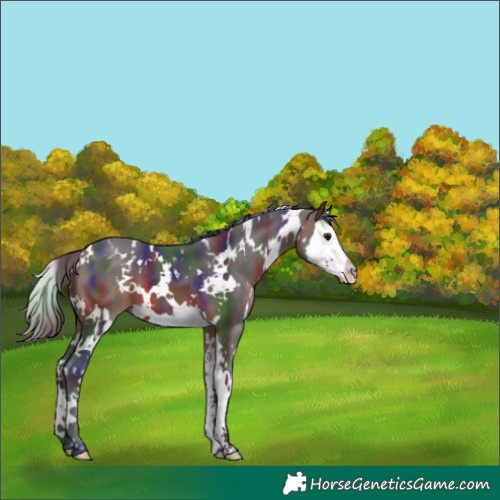 Horse Color:Nacre White Spotted Brown Splash 