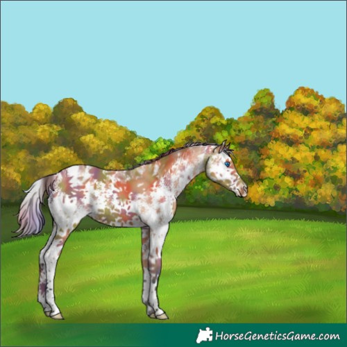 Horse Color:Nacre Bay Sabino Splash 