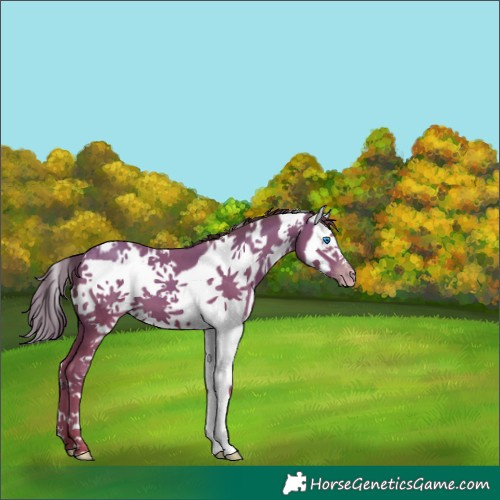 Horse Color:White Spotted Classic Champagne Splash Frame 
