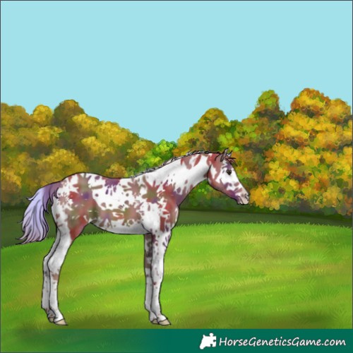 Horse Color:Nacre White Spotted Chestnut Splash Tobiano 
