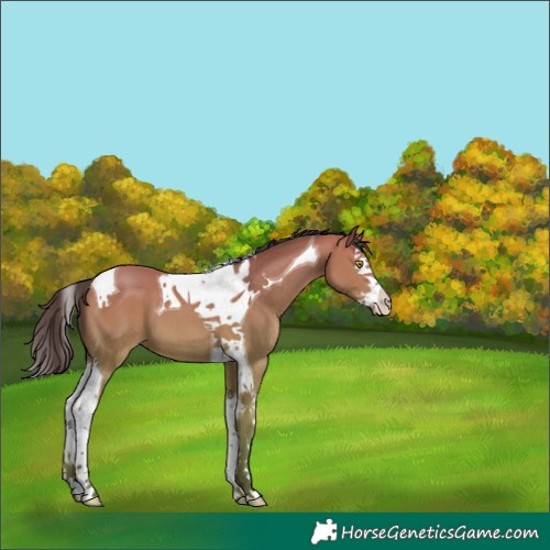 Horse Color:Amber Champagne Splash Tobiano 