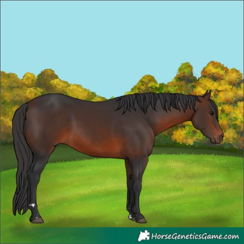 Horse Color:Brown 