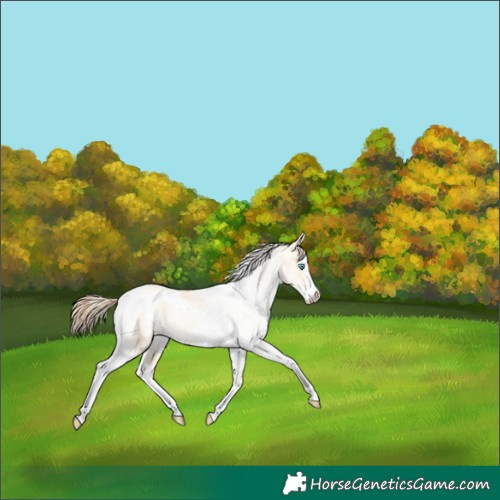 Horse Color:White Spotted Amber Cream Champagne Pearl Dun Splash Tobiano Rabicano Brindle 