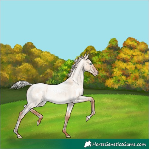 Horse Color:White Spotted Silver Amber Champagne Roan Dun 