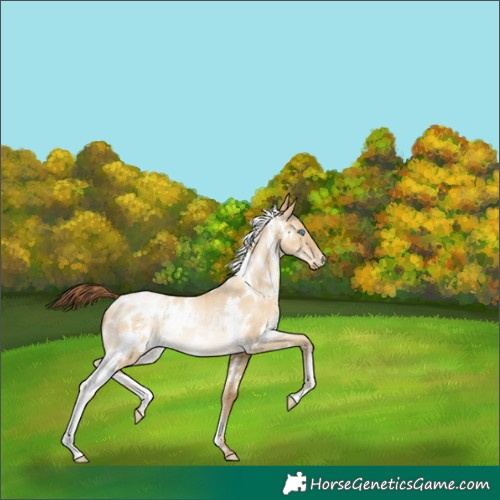 Horse Color:Gray White Spotted Sable Cream Champagne Pearl Dun Snowflake Varnish Rabicano 
