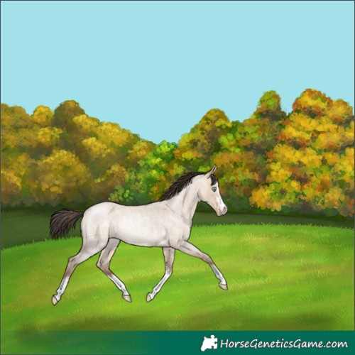 Horse Color:Amber Champagne Roan Dun Rabicano 