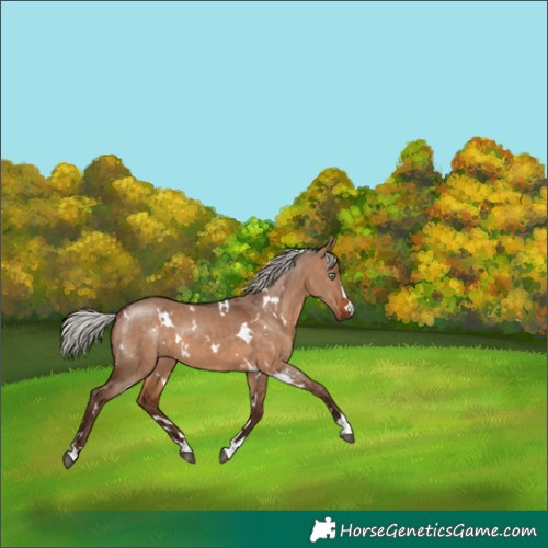 Horse Color:White Spotted Silver Brown Dun 