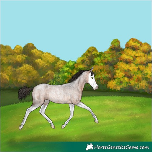 Horse Color:Bay Roan Splash Rabicano 