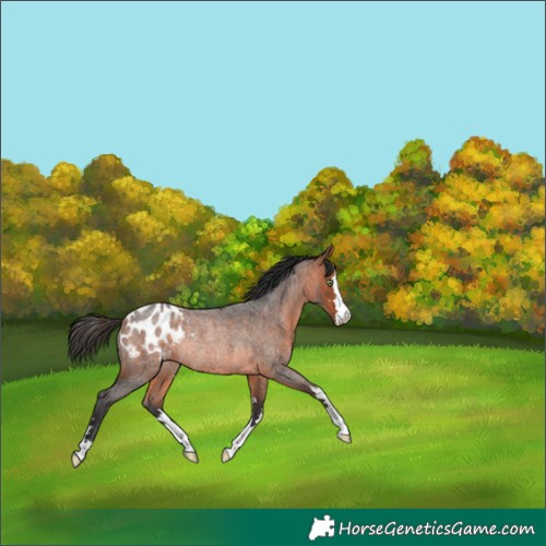 Horse Color:Bay Roan Blanket Rabicano 