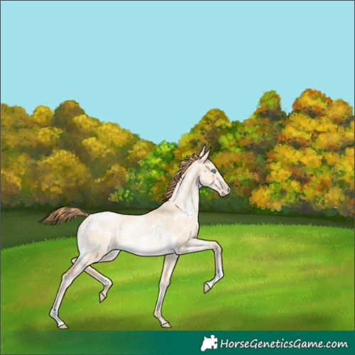 Horse Color:White Spotted Buckskin Pearl Dun Rabicano Brindle 