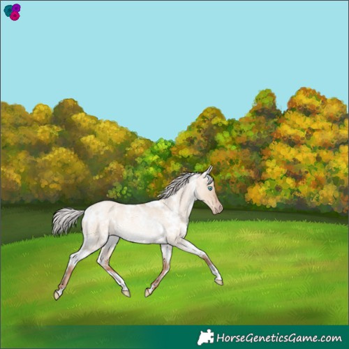 Horse Color:White Spotted Silver Sable Champagne Roan Dun Rabicano 