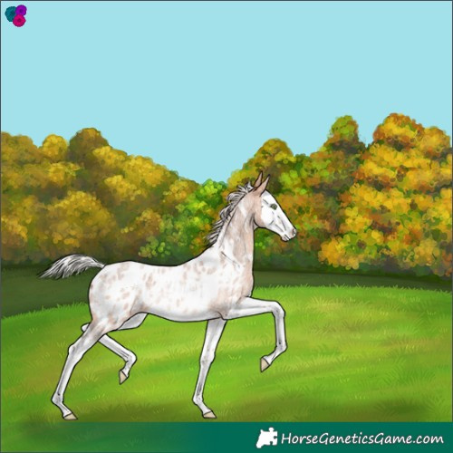 Horse Color:White Spotted Silver Bay Roan Splash Appaloosa Rabicano 