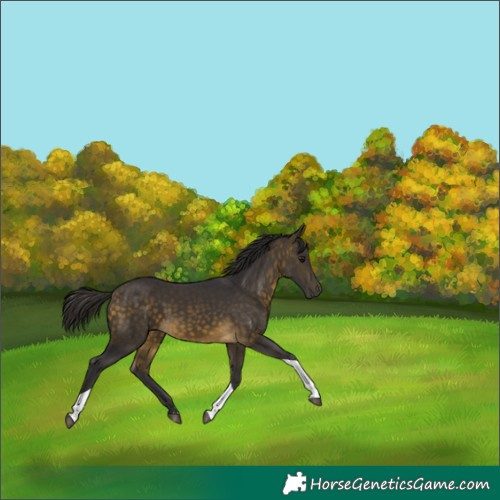 Horse Color:Buckskin Tobiano Rabicano 