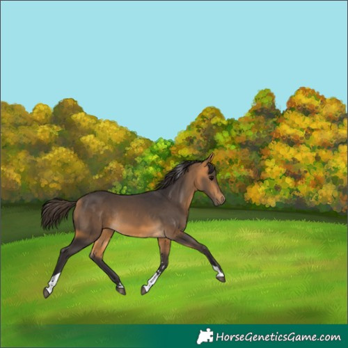 Horse Color:Buckskin Tobiano Rabicano 