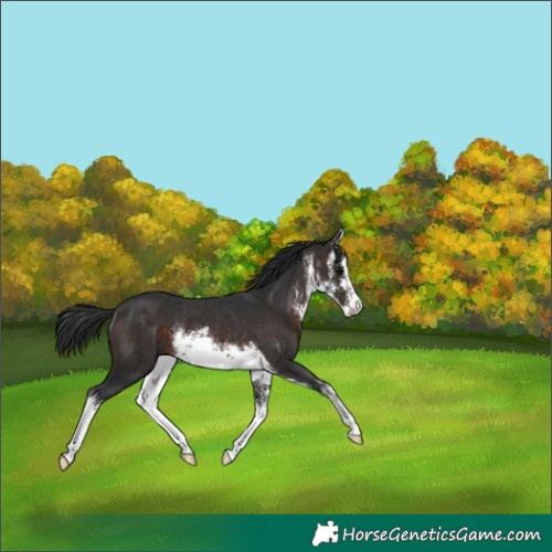 Horse Color:White Spotted Brown Rabicano 