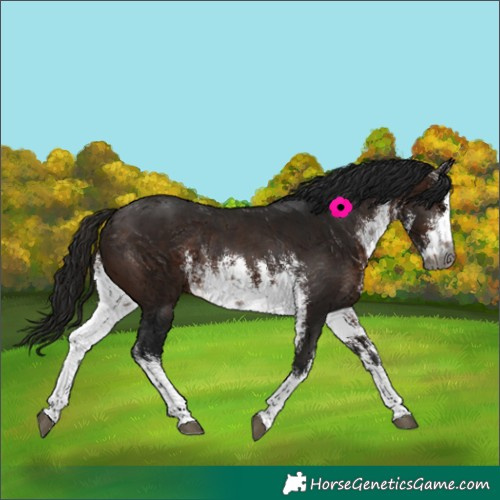 Horse Color:Gray White Spotted Bay Rabicano 