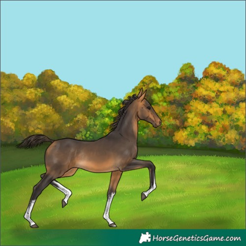 Horse Color:White Spotted Buckskin Rabicano 