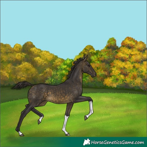 Horse Color:Buckskin Tobiano Rabicano 