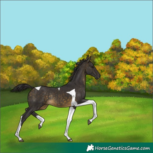 Horse Color:Buckskin Tobiano Rabicano 