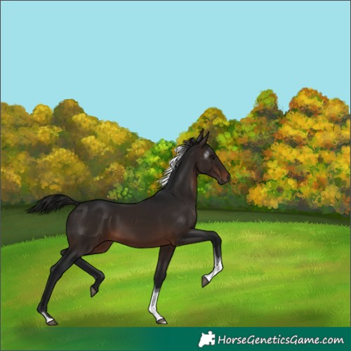 Horse Color:Gray Bay Tobiano Rabicano 