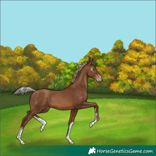 Horse Color:Gray White Spotted Silver Sable Champagne Rabicano 