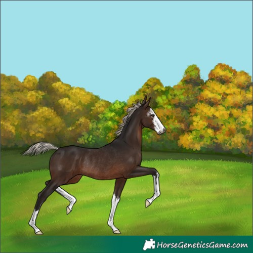Horse Color:Gray White Spotted Silver Brown Rabicano 
