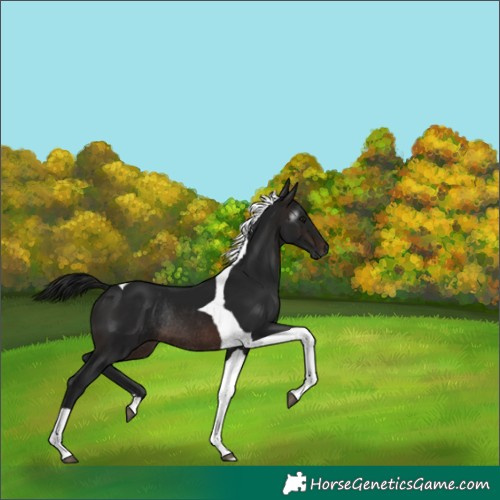 Horse Color:Gray Brown Tobiano Rabicano 