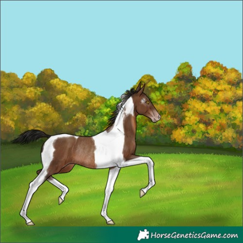 Horse Color:Gray Sable Champagne Tobiano Rabicano 