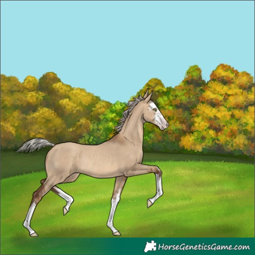 Horse Color:Gray White Spotted Silver Sable Champagne Dun Rabicano 