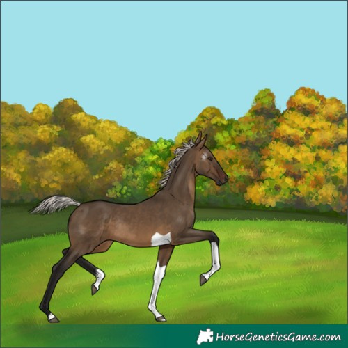 Horse Color:Gray Silver Brown Dun Tobiano Rabicano 