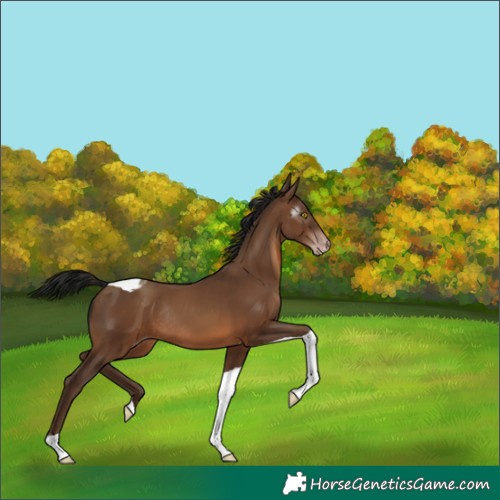 Horse Color:Gray Sable Champagne Tobiano Rabicano 