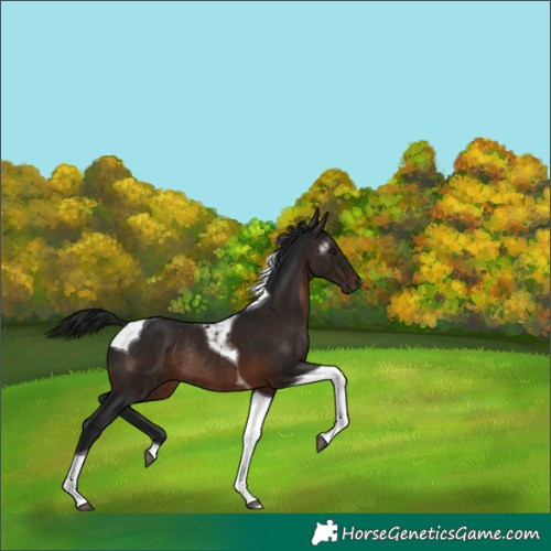 Horse Color:Gray Brown Tobiano Rabicano 