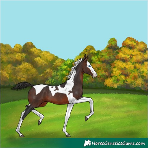 Horse Color:Brown Splash Tobiano Rabicano 