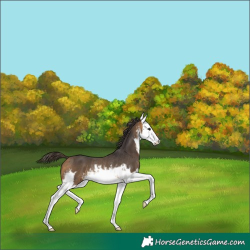 Horse Color:White Spotted Buckskin Splash Rabicano 