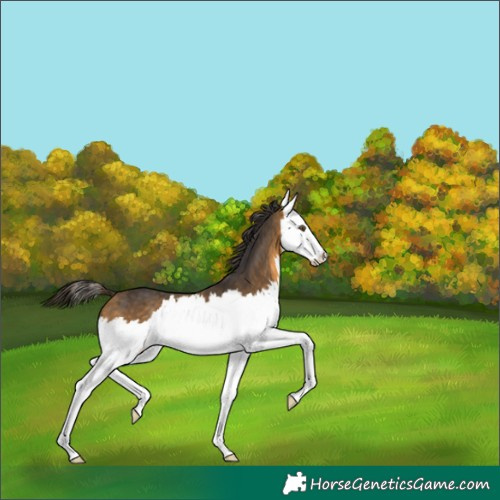 Horse Color:Buckskin Splash 