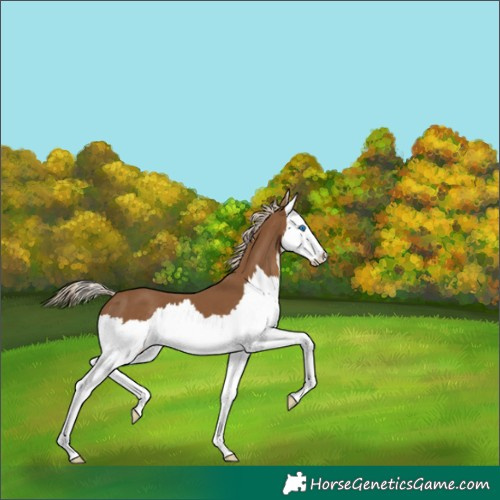 Horse Color:Chocolate Palomino Splash 