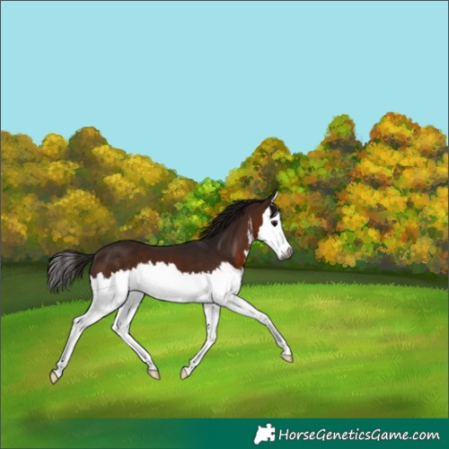 Horse Color:Gray White Spotted Bay Splash 