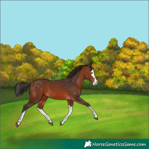 Horse Color:White Spotted Bay Splash 