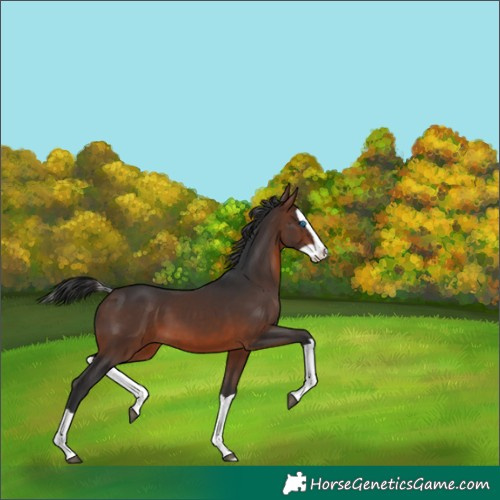 Horse Color:Brown Splash 