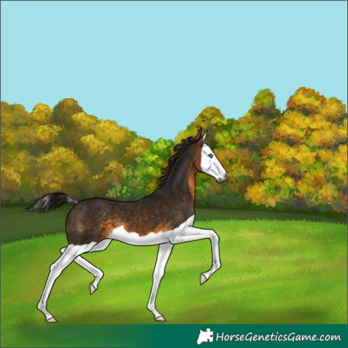 Horse Color:Gray Buckskin Splash 