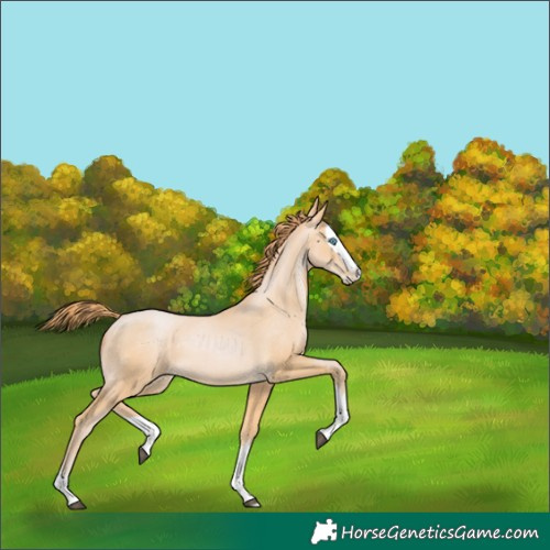 Horse Color:Buckskin Pearl Splash 
