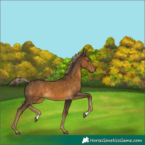 Horse Color:Chocolate Palomino 