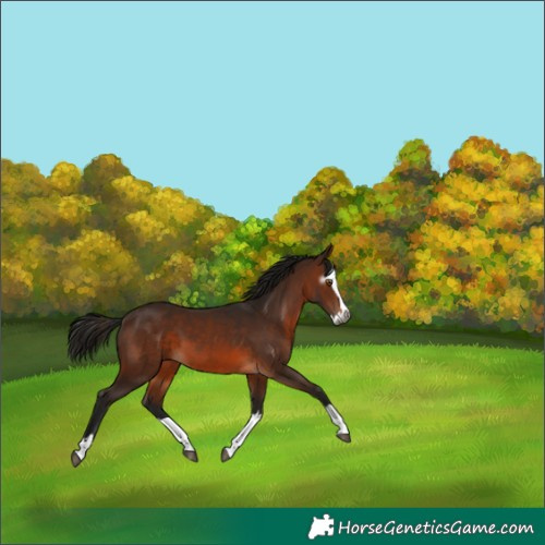 Horse Color:Gray Bay Splash 