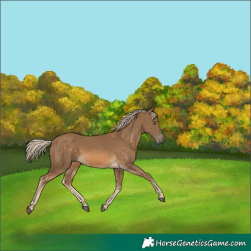 Horse Color:Chocolate Palomino 